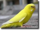 Yellow parrot