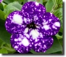 Colored petunias