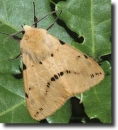 Sárgás medvelepke