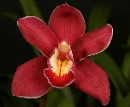 Red cymbidium