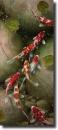 koi