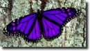 purple butterfly