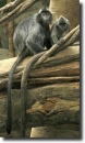 Ezüstös langur