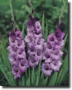 Purple gladiolus