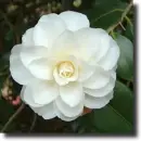 White camelia
