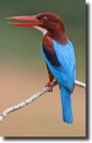 Kingfisher