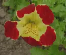 Mimulus in the rain