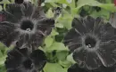 black petunia in the rain