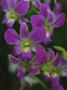 Purple dendrobium in the rain