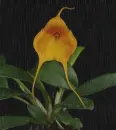 Masdevallia in the rain