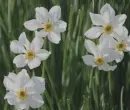 Narcissus in the rain