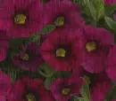 Burgundy calibrachoa