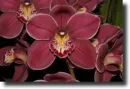 Burgundy cymbidium