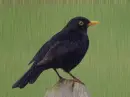 Blackbird in  the rain