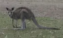 grey kangaroo in the rain
