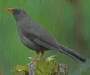Greybird in the rain