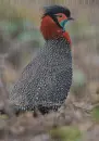Tragopan in the rain