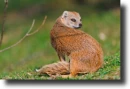 Mongoose