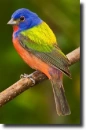 Painted bunting