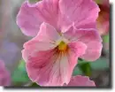 Pink pansy