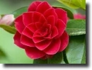 Red camellia