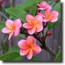 Pink plumeria