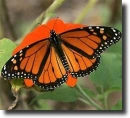 Orange butterfly