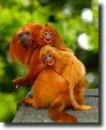 Langurs