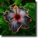 Colored hibiscus