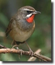 Rubinbegy-Calliope calliope