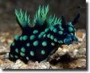 Nembrotha cristata