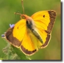 Sáfránylepke-Colias croceus