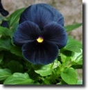 Blue pansy