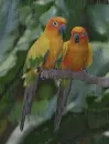 Nappapagáj-Psittacus solstitialis in the rain