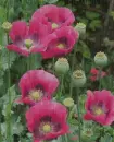 Pipacs-Papaver orientale in  the rain