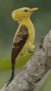 Sáfrányharkály-Celeus flavus in the rain