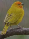 Sáfránypinty-Sicalis flaveola in the rain