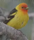 Sáfránytangara-Piranga ludoviciana
