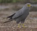 Szürke vércse-Falco ardosiaceus in the rain