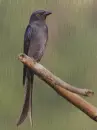 Szürke drongó-Dicrurus leucophaeus