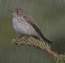 Szürke légykapó-Muscicapa striata