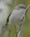 Szürke bokormadár-Gerygone igata in the rain