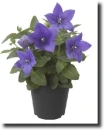Lila léggömbvirág-Purple Platycodon grandiflorus