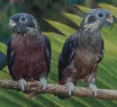 Ibolyapapagáj-Pionus fuscus