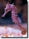 Red hippocampus