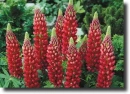 Red lupinus