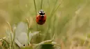 ladybird