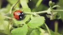 ladybird