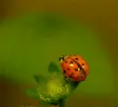 ladybird