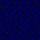 blue optical
